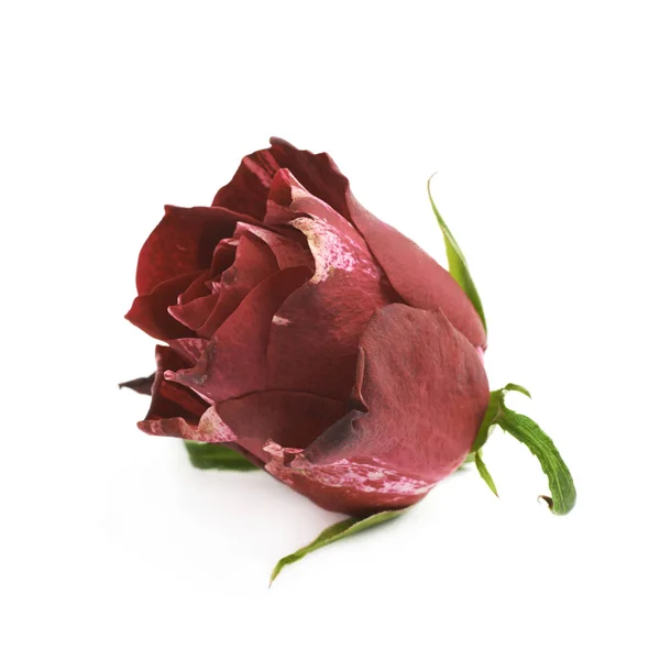红玫瑰花蕾分离 — 图库照片