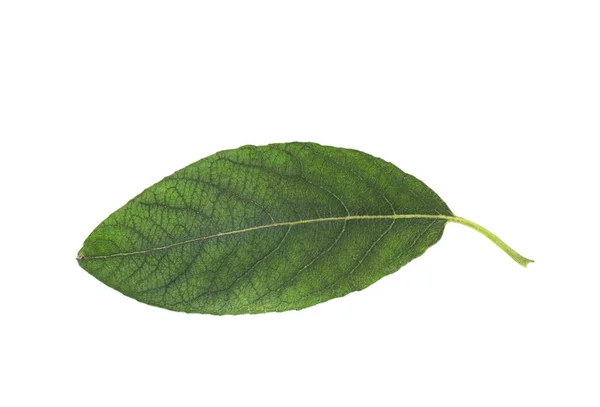 Folha verde isolada — Fotografia de Stock