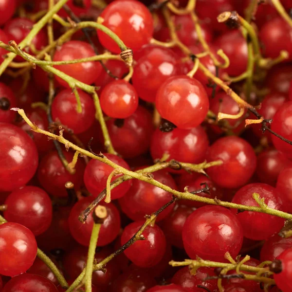 Surface covered with the red currant — Stock Photo, Image