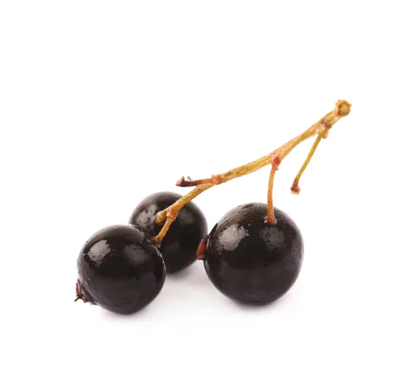 分離された黒スグリの果実の枝 — ストック写真