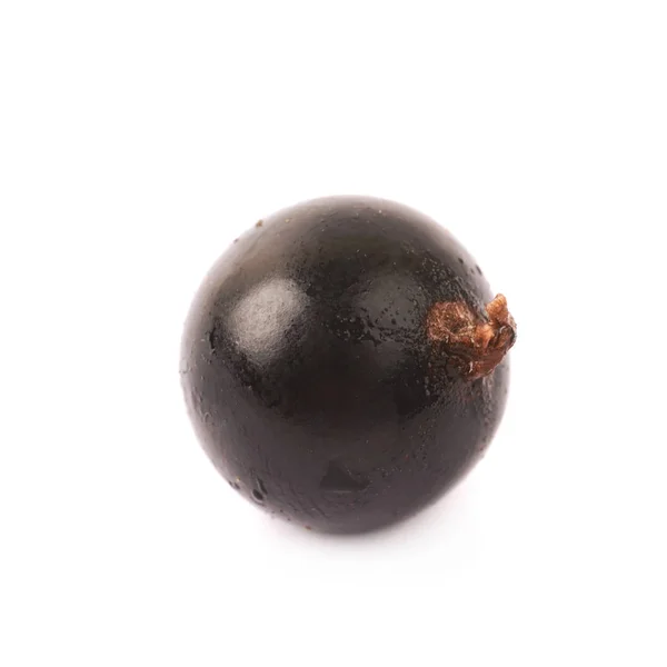 Enda svarta vinbär bär isolerade — Stockfoto