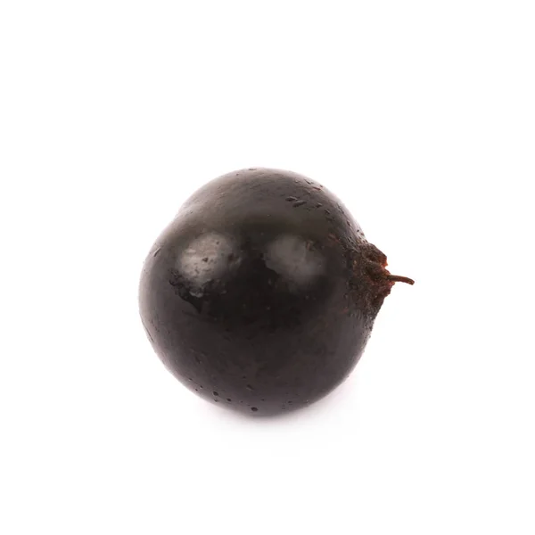 Egységes fekete ribizli berry elszigetelt — Stock Fotó