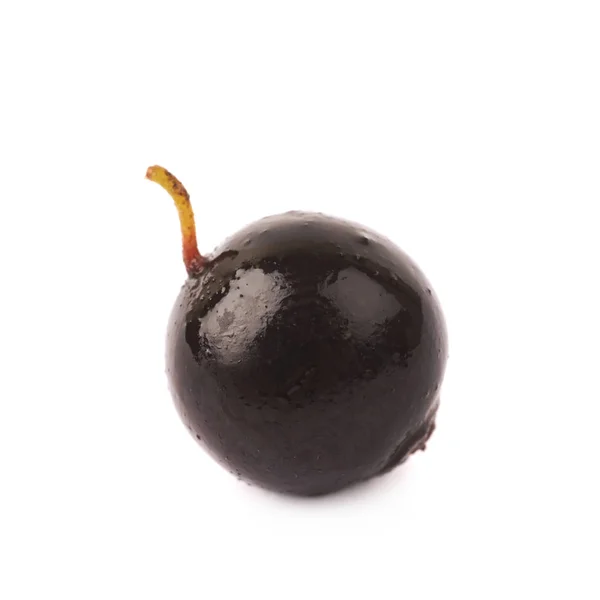 分離された単一の黒スグリ ベリー — ストック写真