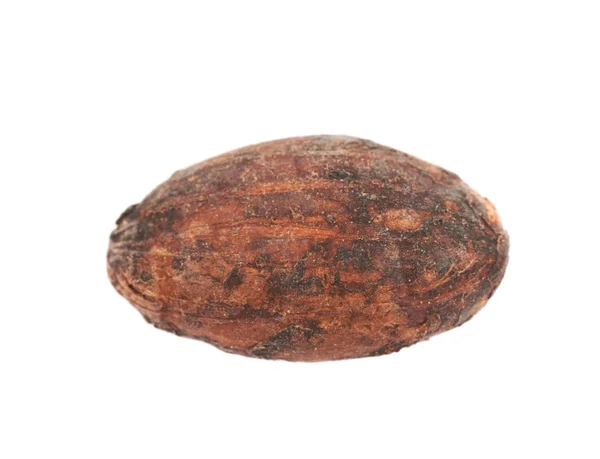 Single cocoa bean isolated — Stock Photo, Image