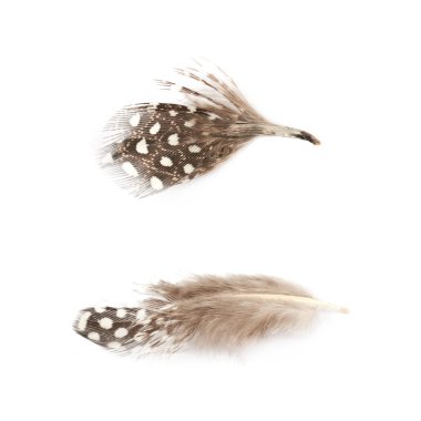 Decorational tüy izole