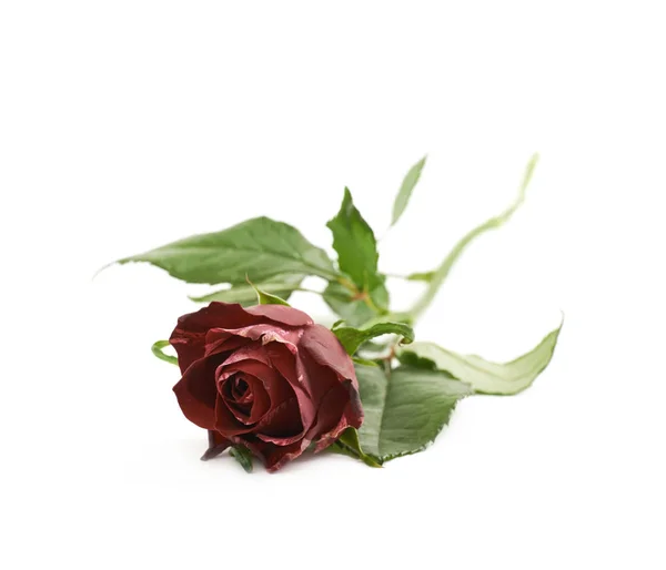Czerwony kwiat róży na białym tle — Zdjęcie stockowe