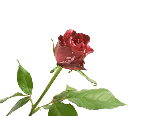 孤立的红玫瑰鲜花 — 图库照片