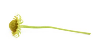 İzole kuru decorational çiçek