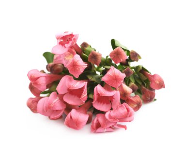 Çiçek tomurcukları izole