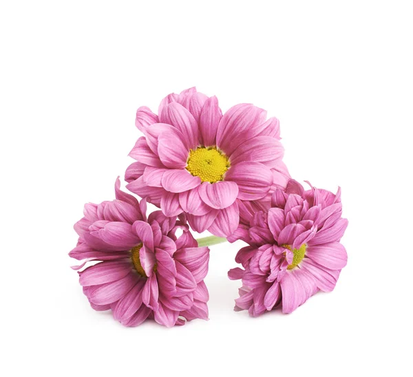 Gerbera Blume isoliert — Stockfoto