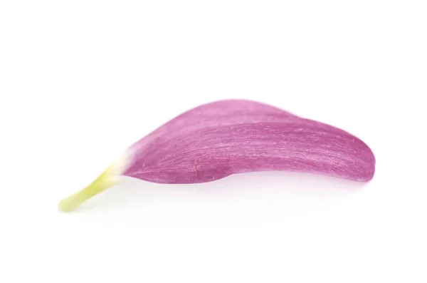 Gerbera flower petals isolated — Stock Photo, Image