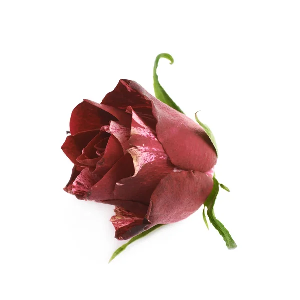 Červené růže bud izolované — Stock fotografie
