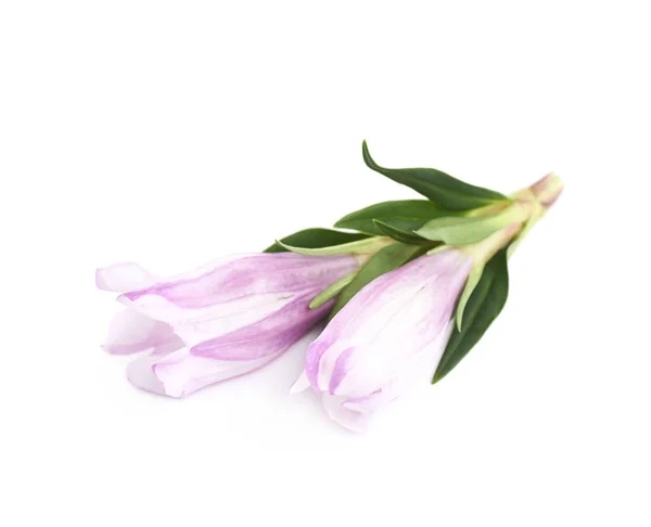 紫罗兰花芽分离 — 图库照片