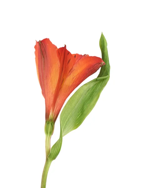 Red Alstroemeria flower isolated — Stock Photo, Image