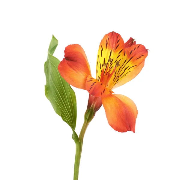 Flor roja de la Alstroemeria aislada — Foto de Stock