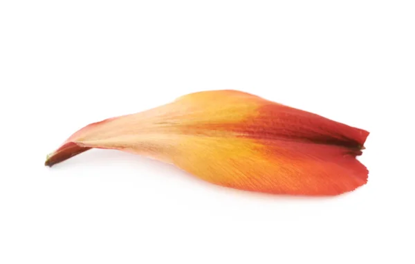 Alstroemeria flores pétalo aislado — Foto de Stock