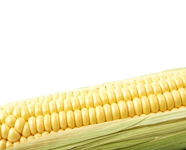 Orelha de milho close-up — Fotografia de Stock