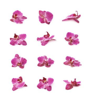 İzole tek orkide çiçek