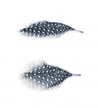 Decorational tüy izole