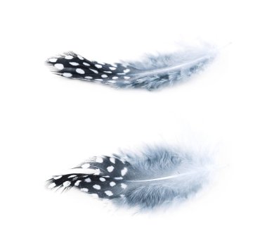 Decorational tüy izole