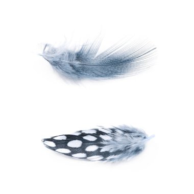 Decorational tüy izole