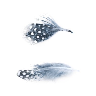 Decorational tüy izole