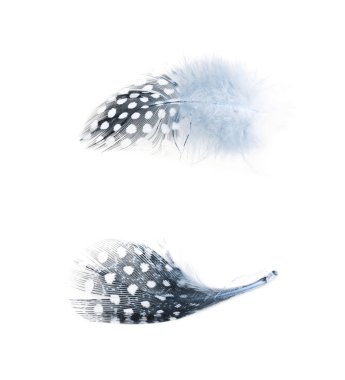 Decorational tüy izole