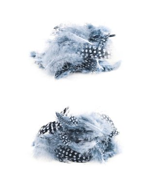 Decorational tüyleri izole