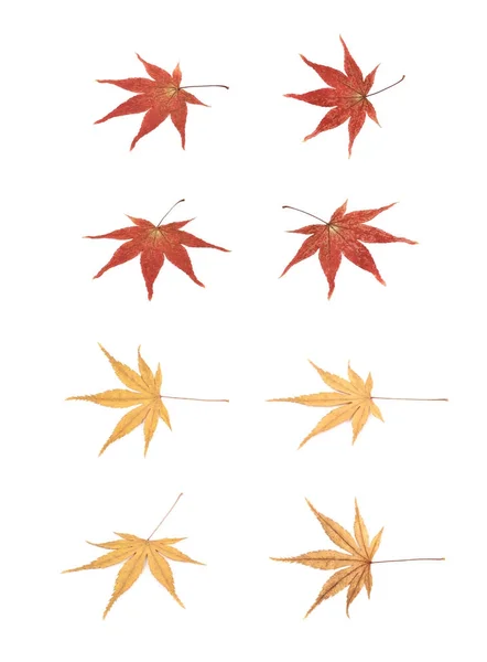 Folhas de bordo japonesas isoladas — Fotografia de Stock