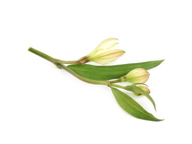 İzole yeşil lilly çiçek