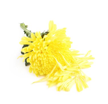 İzole sarı Kasımpatı çiçeği