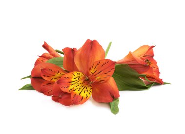 İzole kırmızı Alstroemeria çiçek