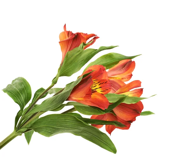 分離した赤アルストロメリアの花 — ストック写真