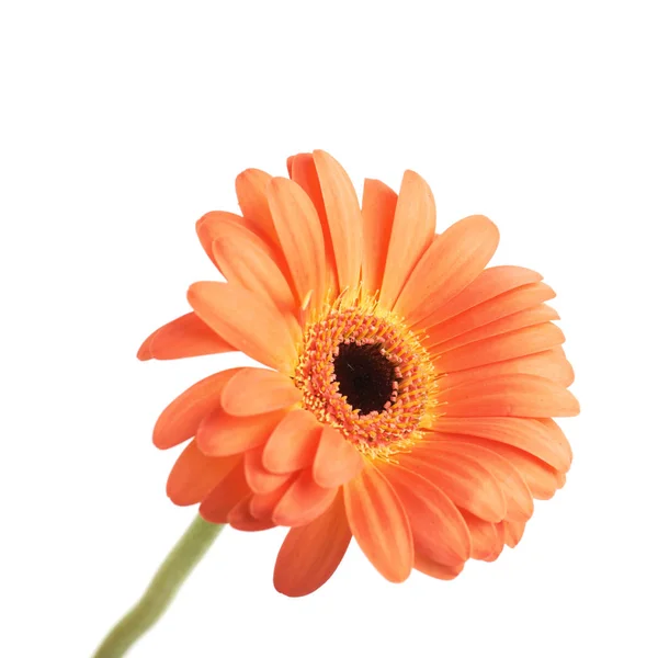 Гербера квітка ізольовані — стокове фото