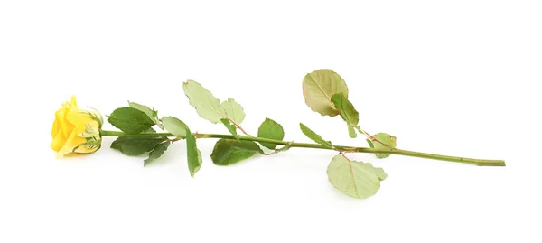 Gerbera blomma isolerade — Stockfoto