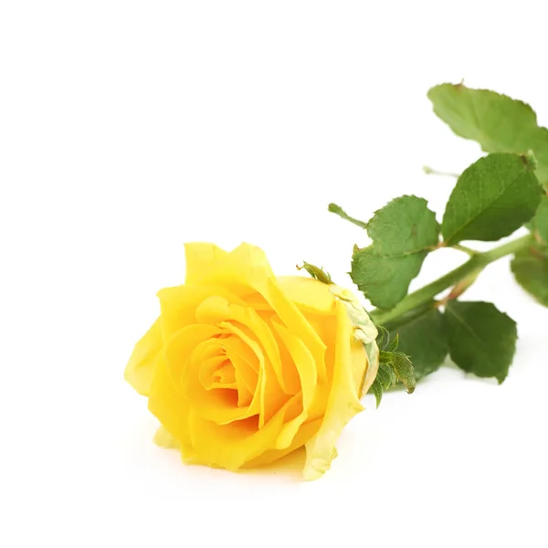 孤立的黄玫瑰 — 图库照片