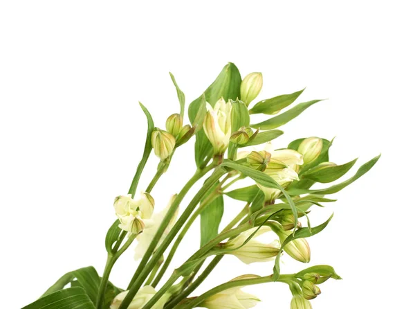 分離された緑の飾り花 — ストック写真