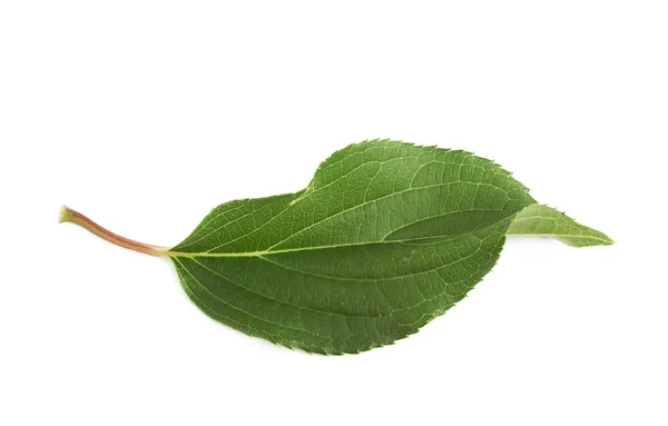 Зелений лист троянди ізольований — стокове фото