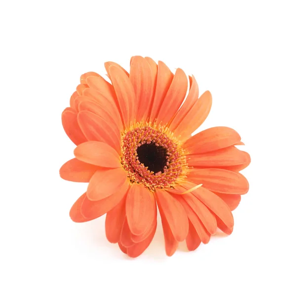 Gerbera flower isolated — Stock Photo, Image