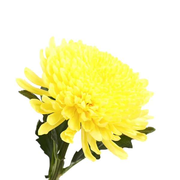 Žlutý květ chryzantémy, samostatný — Stock fotografie