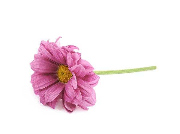 Gerbera Blume isoliert — Stockfoto