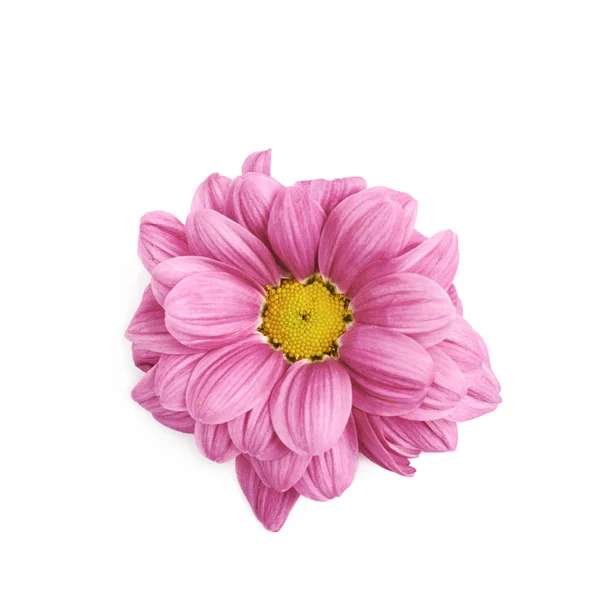 Квітковий бутон Гербера ізольований — стокове фото