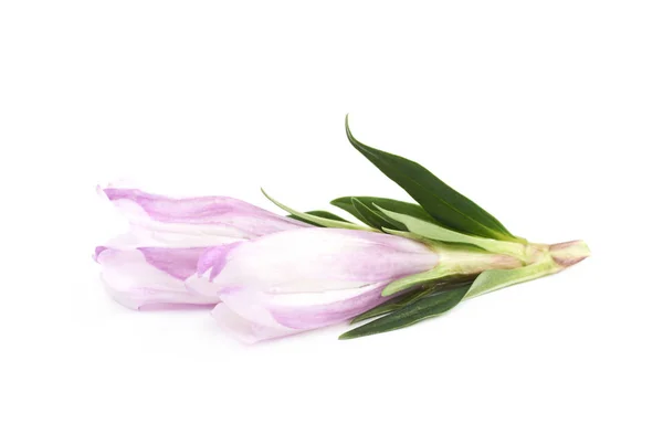紫罗兰花芽分离 — 图库照片