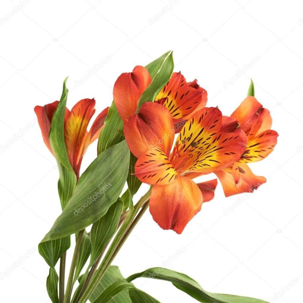 Red Alstroemeria flower isolated