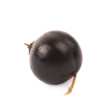 Tek Siyah frenk üzümü berry izole