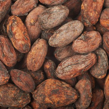 Kakao çekirdeği arka plan kompozisyon