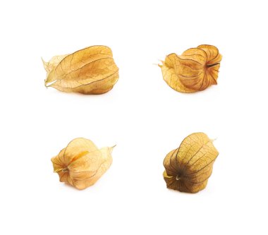 Physalis meyve berry izole