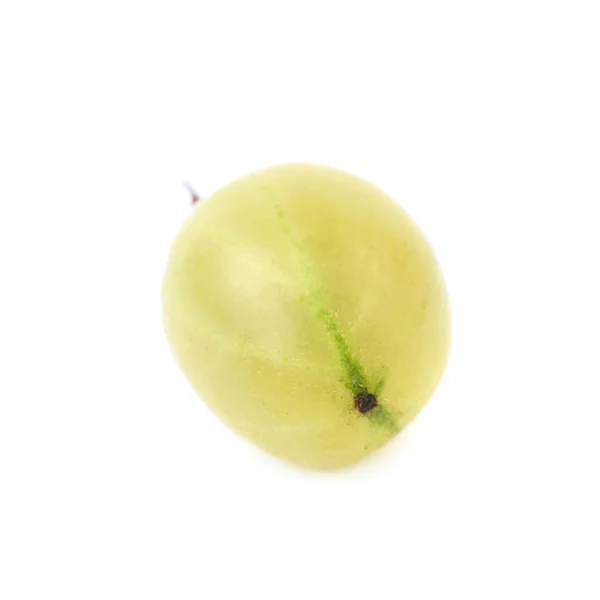 Satu gooseberry terisolasi — Stok Foto