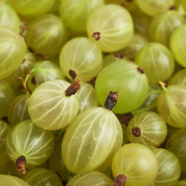 Superficie cubierta con las grosellas — Foto de Stock