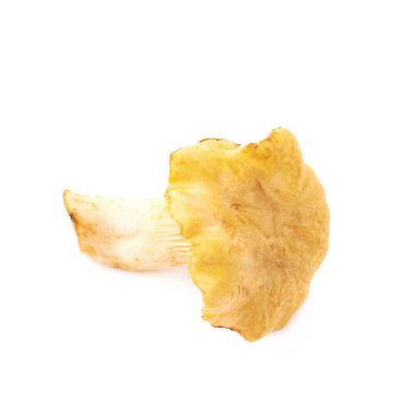 İzole sarı Cantharellus cibarius mantar